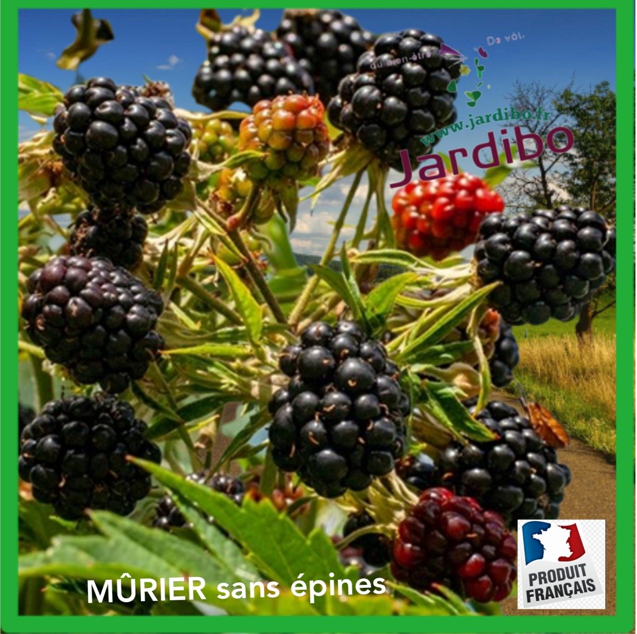 MÛRIER sans épines Jardibo