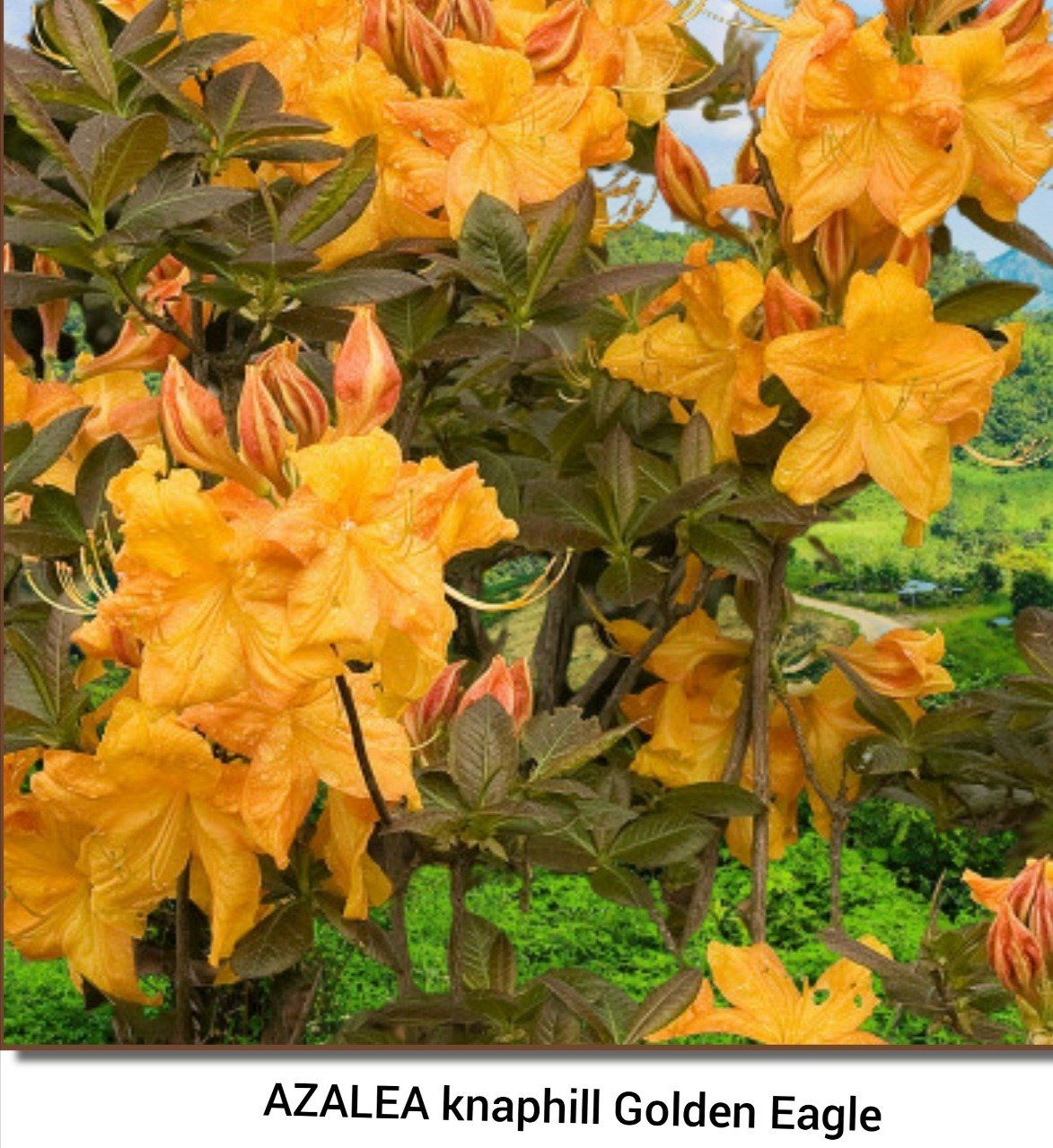 Azalée mollis 'Golden eagle' Jardibo