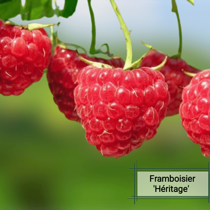 Framboisier 'Héritage' Jardibo