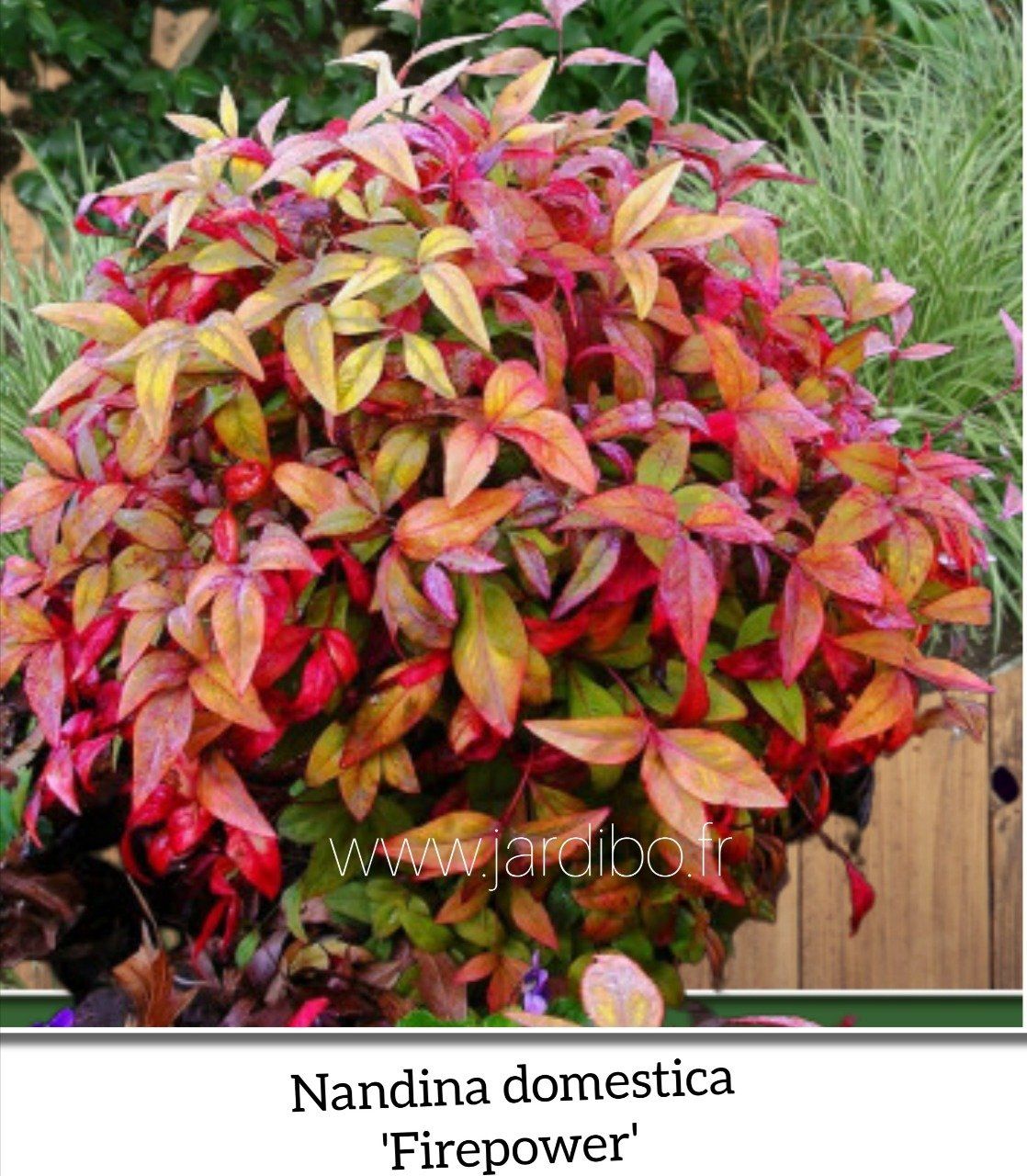 NaNDINA domestica Flirt 'Murasaki' Jardibo