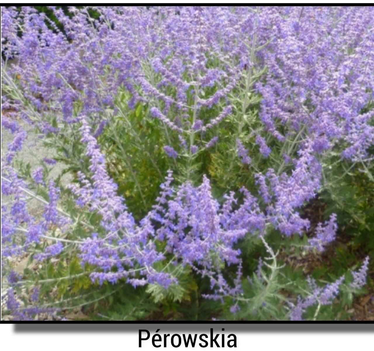 p-rowskia-jardibo