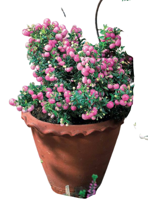 Gaultheria 'Beel Seeldiig'