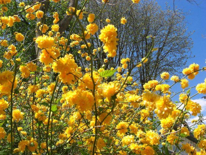 Corête du Japon ' Kerria Japonica ‘Pleniflora '