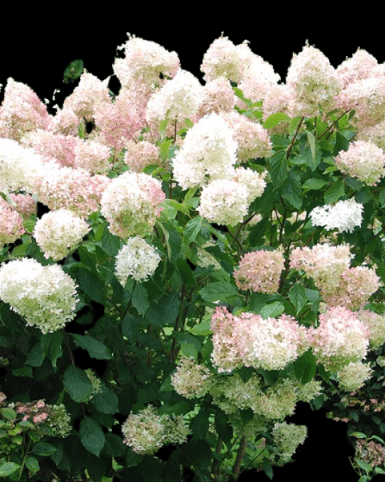 Hydrangea paniculata phantom 