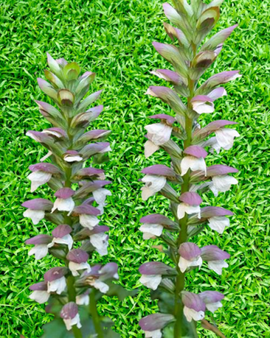 Acanthus mollis