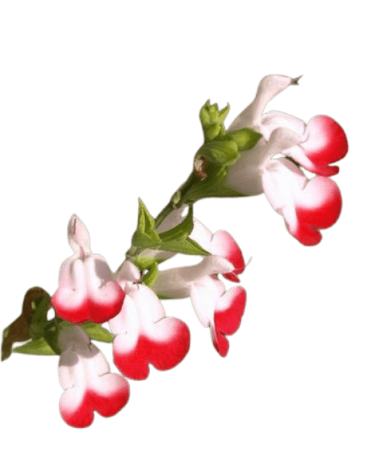 Sauge arbustive - Salvia microphylla Hot Lips Rouge/blanc