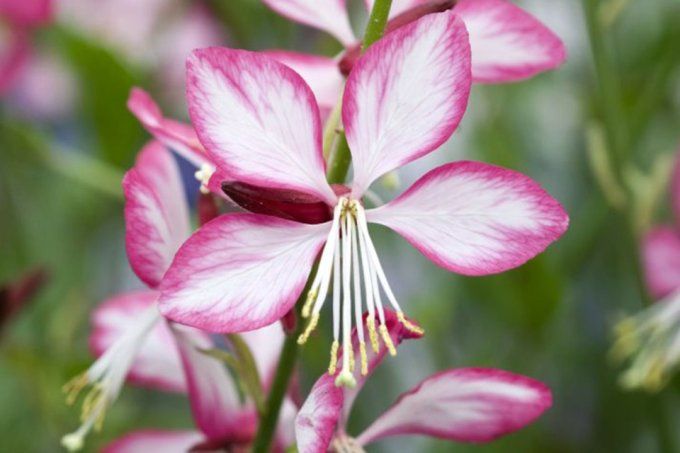 Gaura. L.. 'Rosy Jane',  plant en Godet . Hauteur 30/40cm