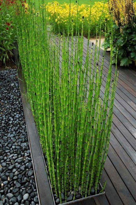 Prêle , Equisetum americanum
