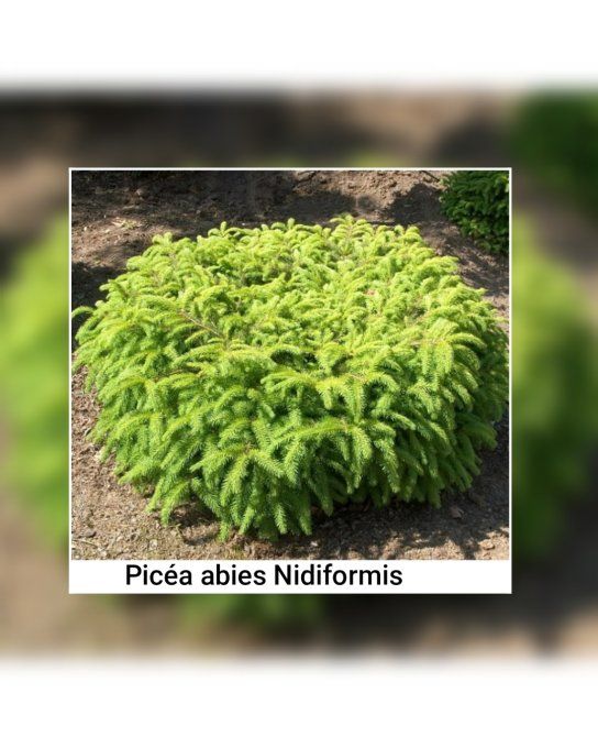 Picéa abies Nidiformis