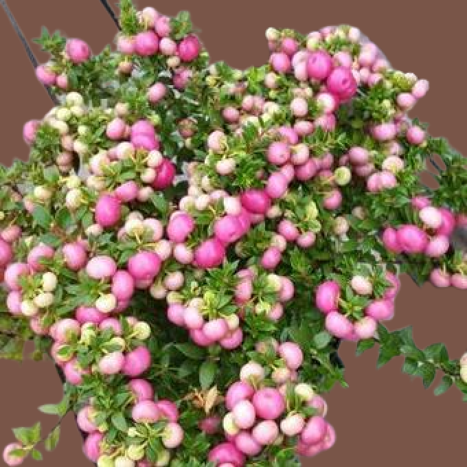 Gaultheria 'Beel Seeldiig'