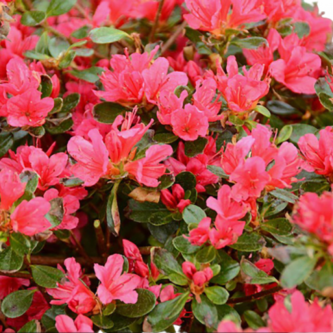 Azalée japonaise ROUGE/CARMIN 'Johanna'