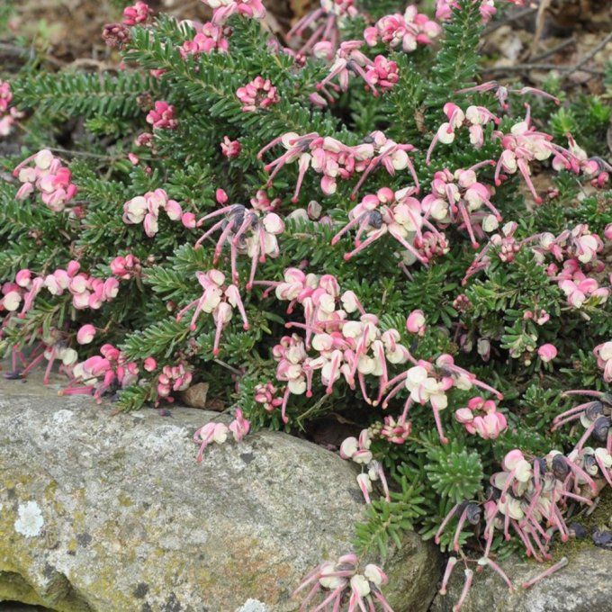 Grevillea lanigera Mount Tamboritha