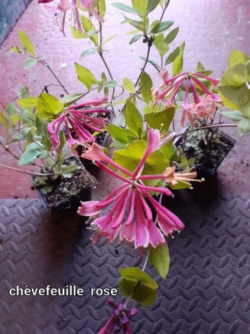 Chèvrefeuille grimpant 'American Beauty'