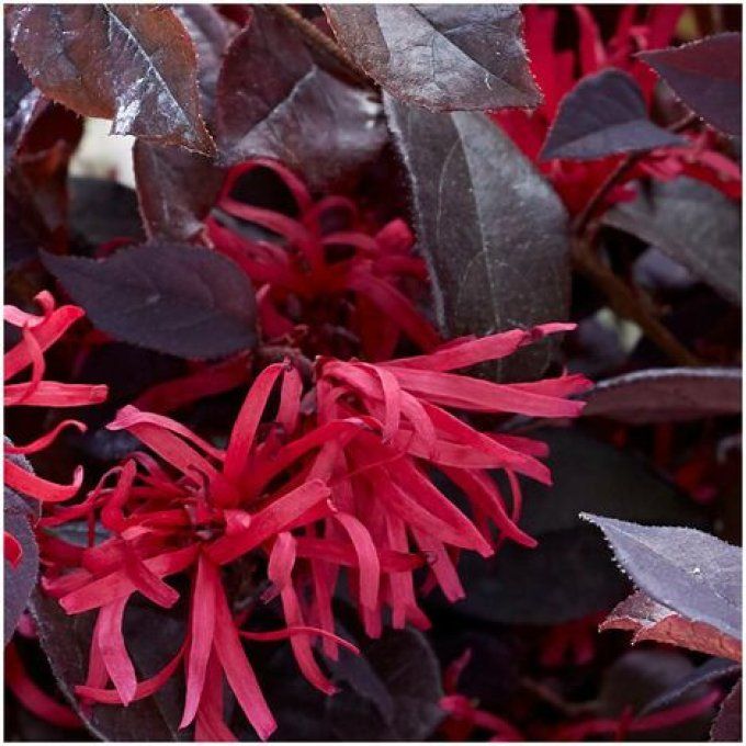 Loropetalum 'Marjorie'