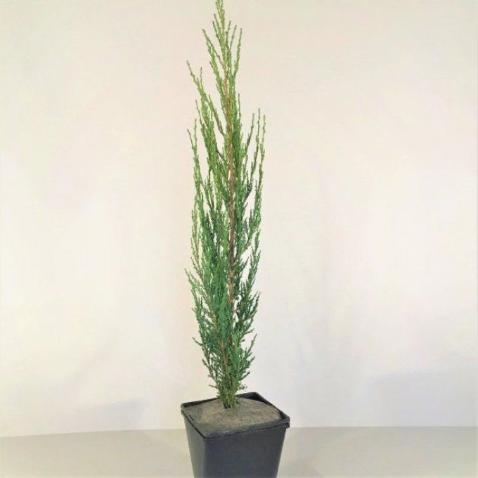 Genévrier de Virginie -Juniperus scopulorum Blue Arrow