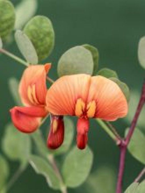 Baguenaudier  /colutéa  arborescens