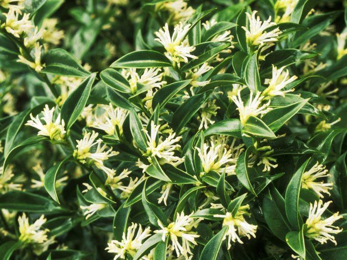 Sarcococca  rustifolia