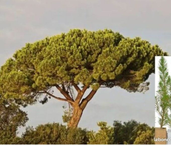 Pin parasol.pinus pinéa