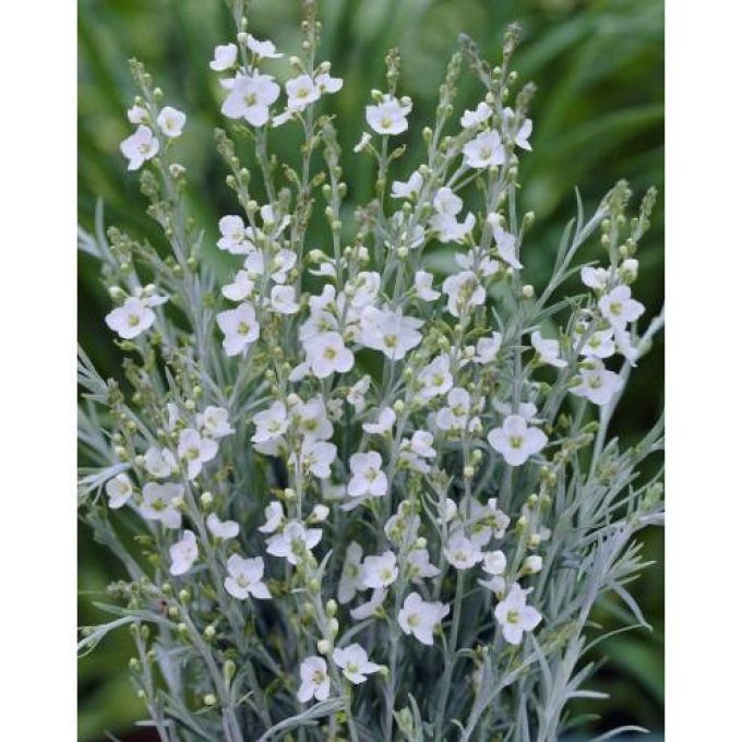 Gomphostigma virgatum White Candy