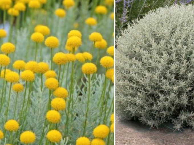 Santoline argenté,santolina chamaedrys