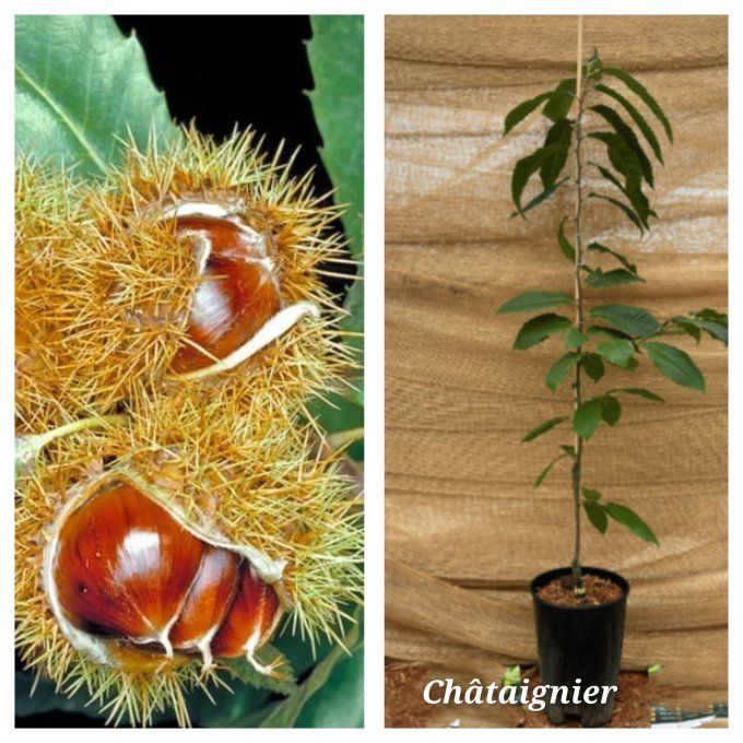 Châtaignier, castenea sativa