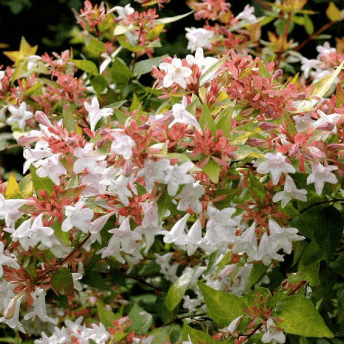 Abelia grandiflora Francis Mason 