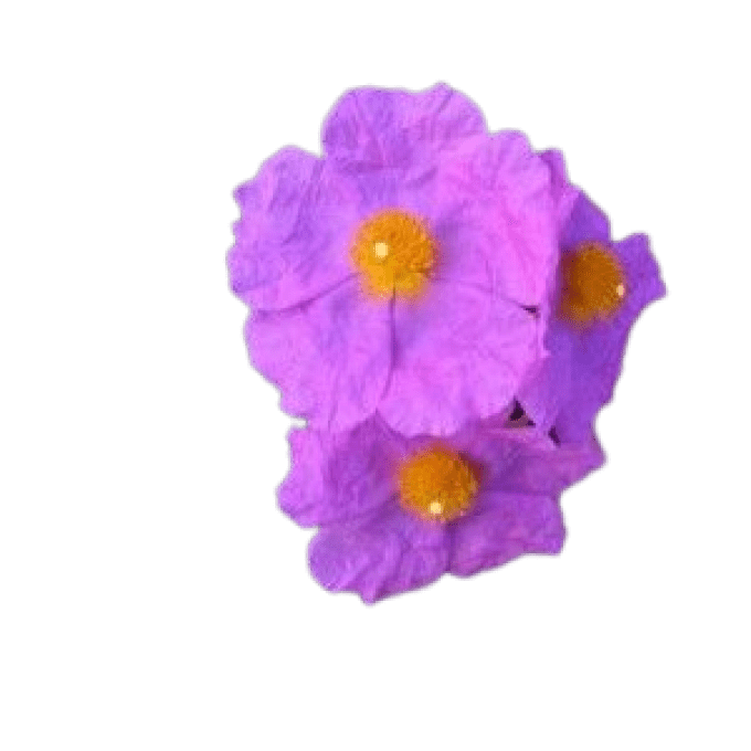 Cistus pulvérulents  sunset