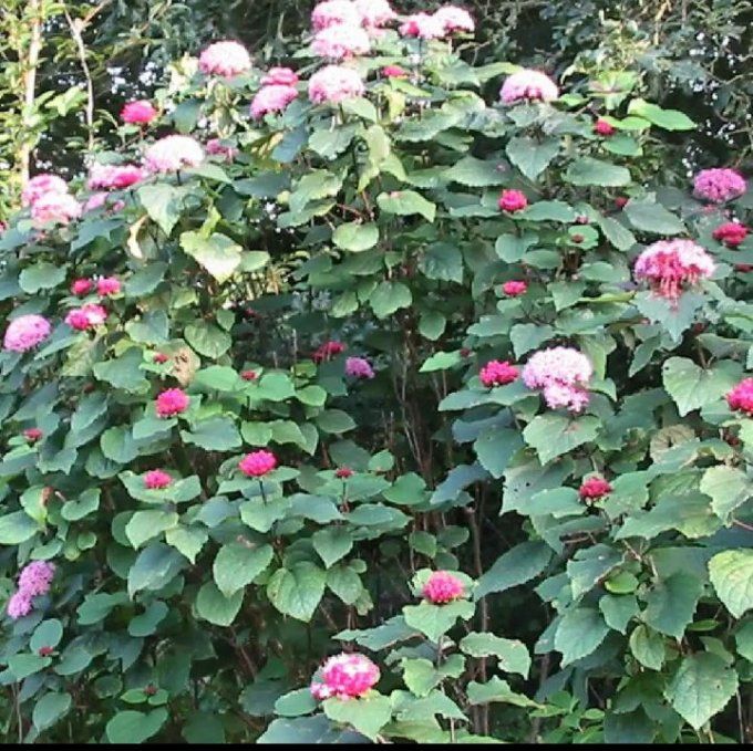 Clerododendron bungei