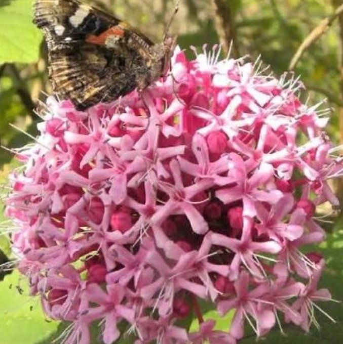 Clerododendron bungei