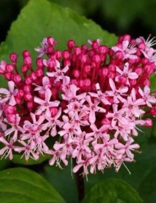 Clerododendron bungei