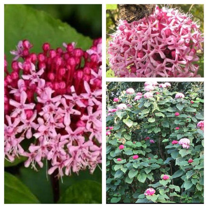 Clerododendron bungei