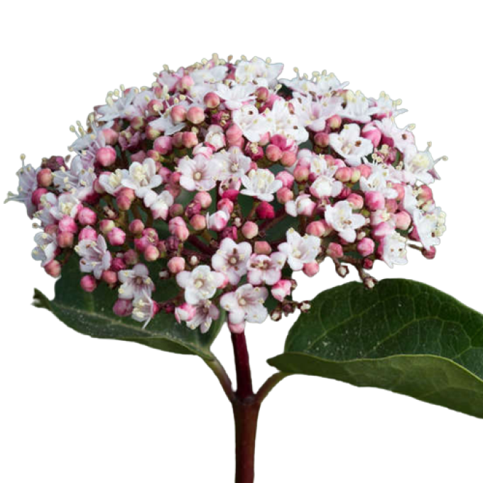 Viburnum tinus Lisarose 'laurier tin'