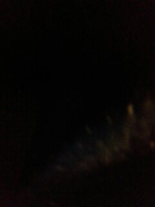 Cryptomeria du Japon elegans