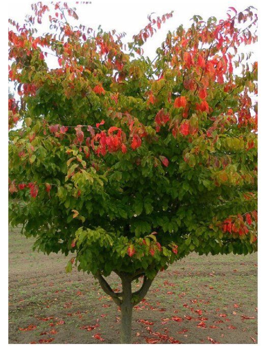 Parrotia persica ''Arbre de fer''