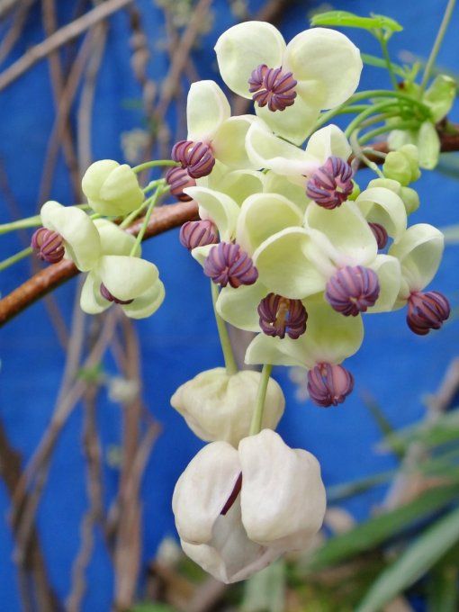 Akebia quinata cream form