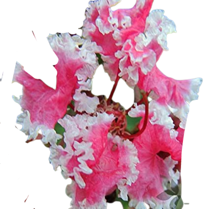 Lilas des indes Blanc-rose