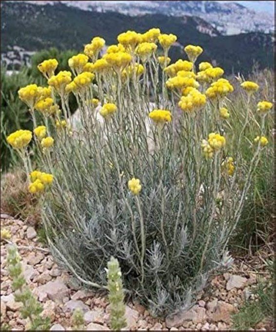 Helichrysum Angustifolia " Tall curry" Italicum curry" a partir de 3€