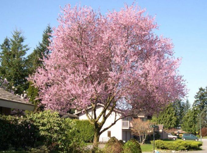 Prunus cisténa ou prunier des sables 