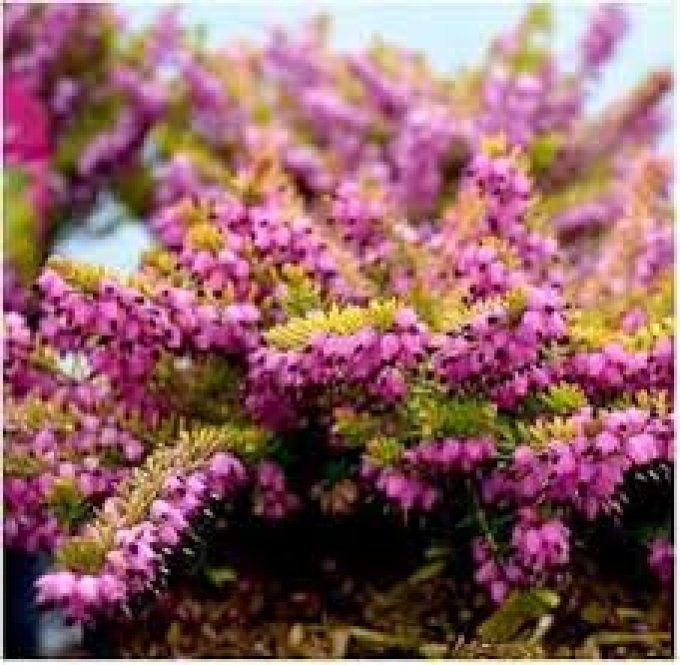 Bruyère, érica  de Darley Jack H. Brummage