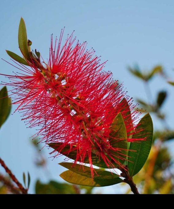 Rince bouteilles  '' Calistemon Laevis '' 