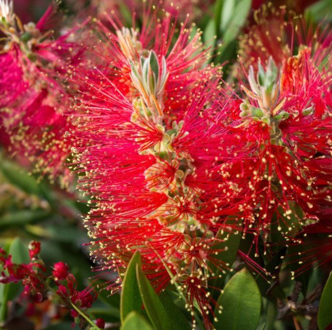 Rince bouteilles  '' Calistemon Laevis '' 