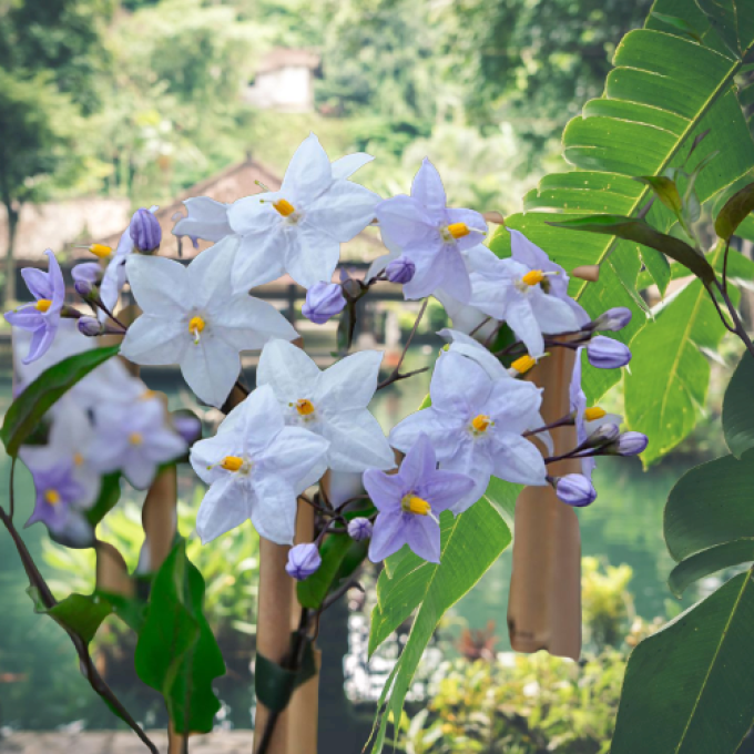 Solanum jasminoides Bleu - 