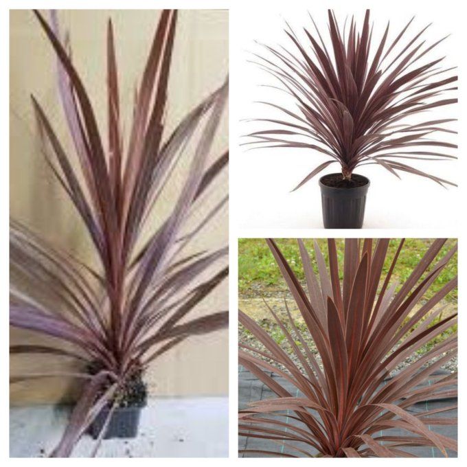 Cordyline Australis Pourpre