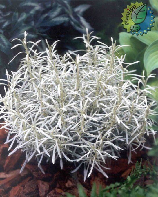 Helichrysum italicum : l’immortelle d’Italie