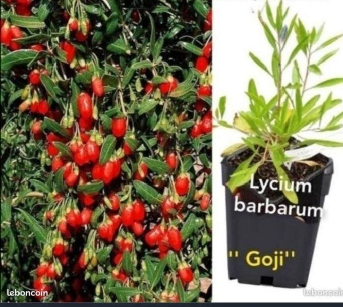 Gojii, lycium barbarum