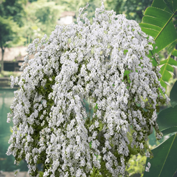 Exochorda the Bride