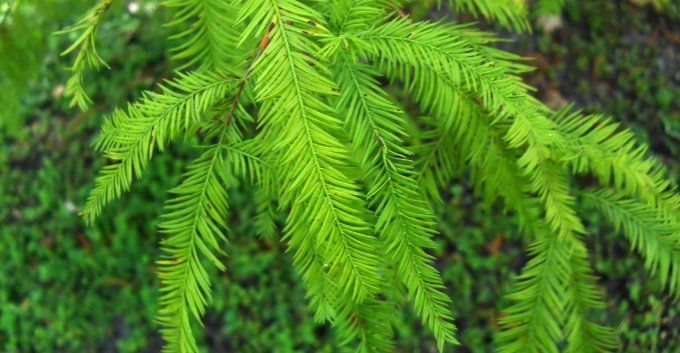 Cyprès chauve  ' Taxodium  distichum '