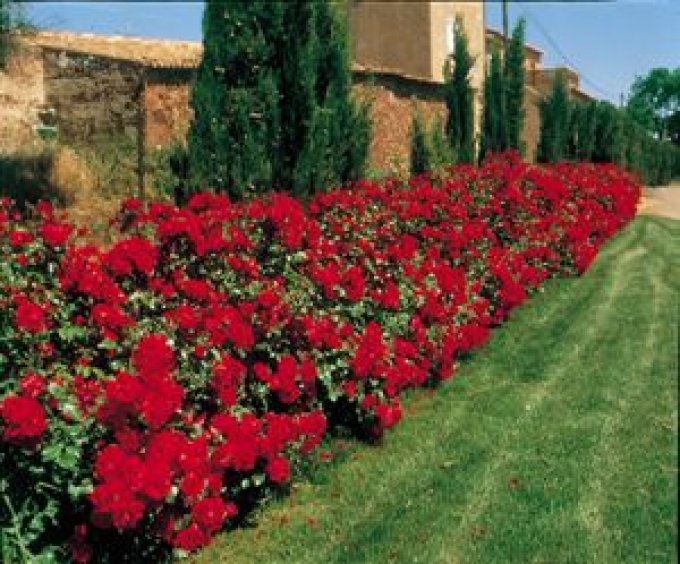 Rosier buissons / bordure ROUGE  