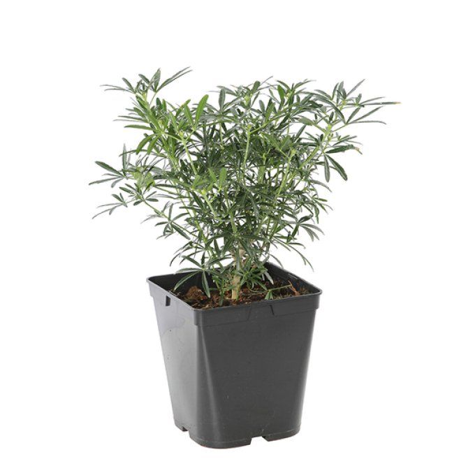 Oranger du Mexique White Dazzler, choisya