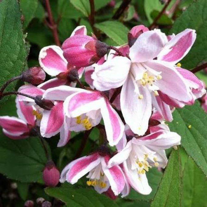 Deuzia carminéa roséa